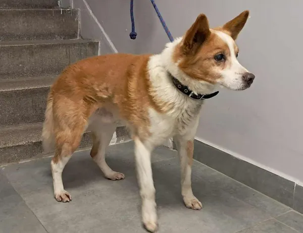 Znaleziono psa, Toruń, 15 stycznia 2026