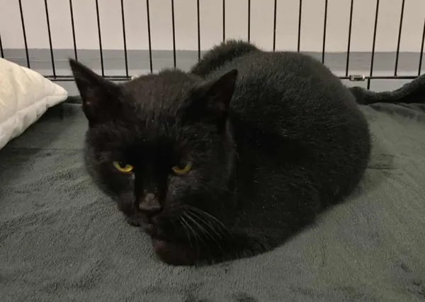 Znaleziono kota, Toruń, 13 stycznia 2026