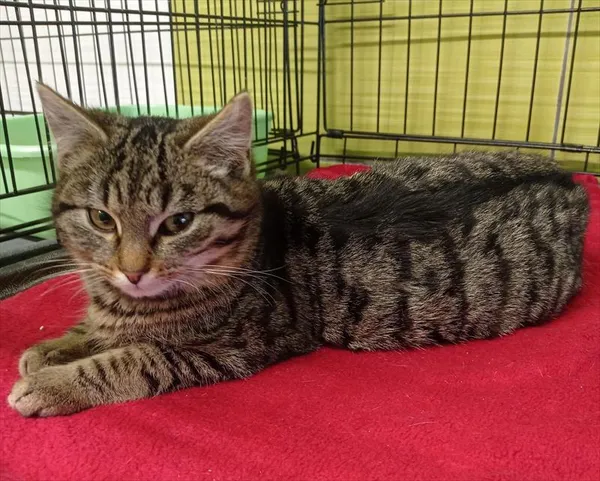 Kot do adopcji, Racibórz, 15 stycznia 2026