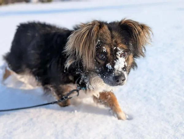 Pies do adopcji, Korabiewice, 15 stycznia 2026 (1/2)