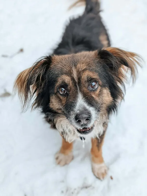 Pies do adopcji, Korabiewice, 15 stycznia 2026 (2/2)