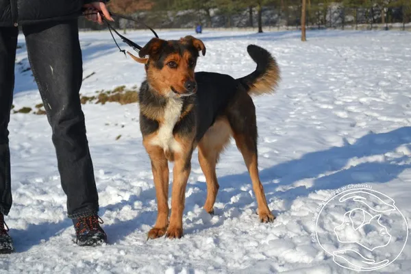 Pies do adopcji, Chełmek, 9 grudnia 2025