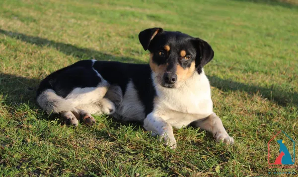 Pies do adopcji, Grudziądz, 19 grudnia 2025