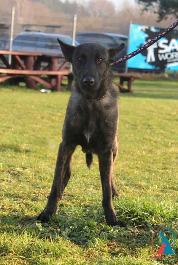 Pies do adopcji, Grudziądz, 19 grudnia 2025