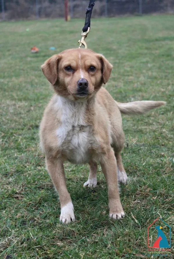 Pies do adopcji, Grudziądz, 17 grudnia 2025