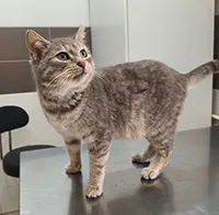 Znaleziono kota, Siedlce, 14 stycznia 2026