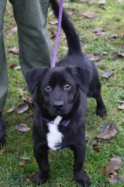 Pies do adopcji, Bełchatów, 8 czerwca 2025 (3/5)