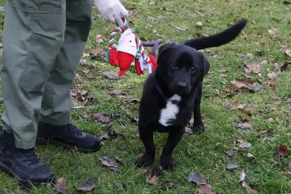 Pies do adopcji, Bełchatów, 8 czerwca 2025 (5/5)