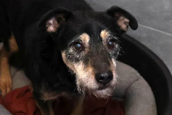 Pies do adopcji, Bełchatów, 28 kwietnia 2025 (3/5)