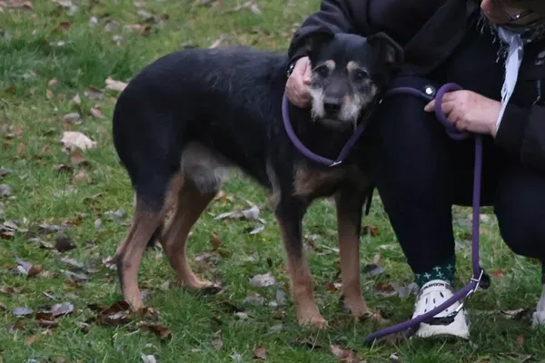 Pies do adopcji, Bełchatów, 28 kwietnia 2025 (4/5)