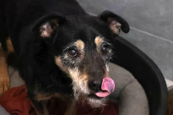 Pies do adopcji, Bełchatów, 28 kwietnia 2025 (5/5)