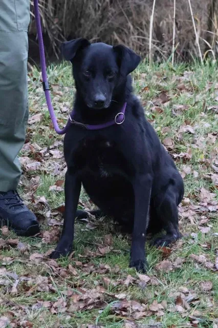 Pies do adopcji, Bełchatów, 23 kwietnia 2022 (2/5)