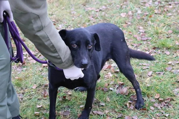 Pies do adopcji, Bełchatów, 23 kwietnia 2022 (5/5)