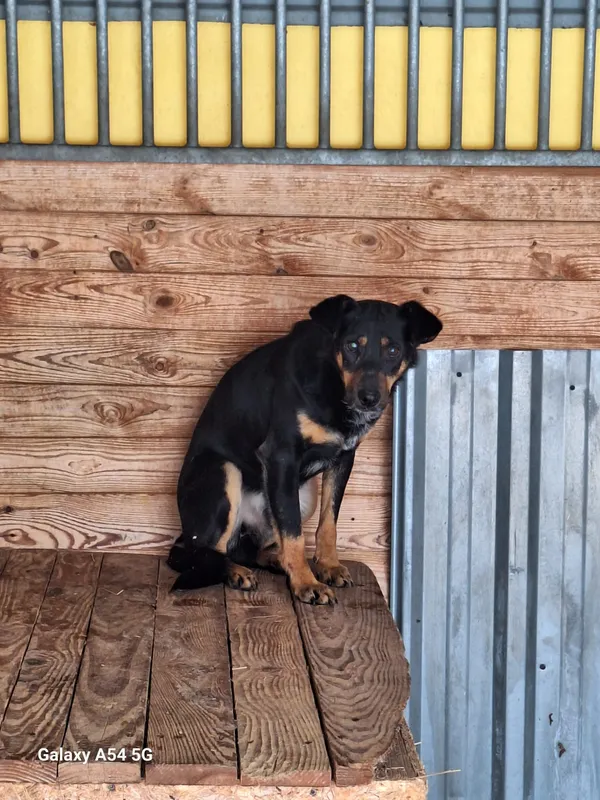 Pies do adopcji, Orzechowce, 11 stycznia 2026 (1/2)