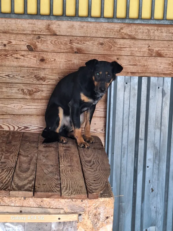 Pies do adopcji, Orzechowce, 11 stycznia 2026 (2/2)