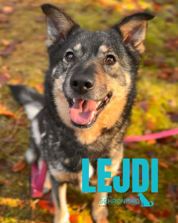 Pies do adopcji, Sosnowice, 19 listopada 2025