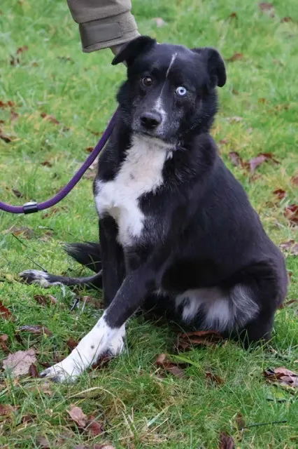 Pies do adopcji, Bełchatów, 29 listopada 2021 (1/5)