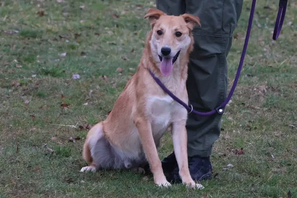 Pies do adopcji, Bełchatów, 3 lipca 2025 (1/5)