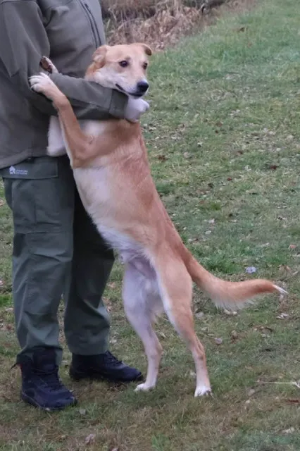 Pies do adopcji, Bełchatów, 3 lipca 2025 (2/5)