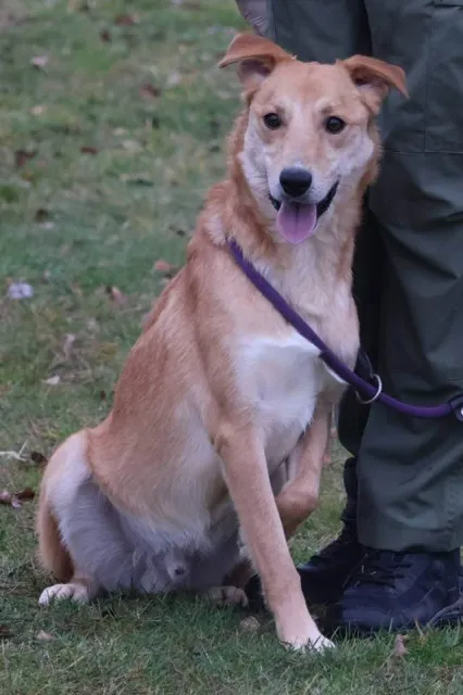 Pies do adopcji, Bełchatów, 3 lipca 2025 (5/5)