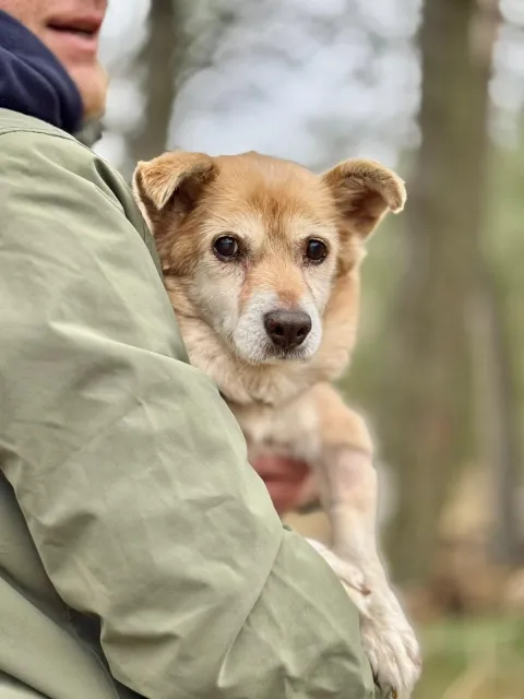 Pies do adopcji, Piła, 1 listopada 2025 (1/5)