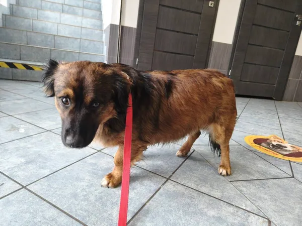 Pies do adopcji, Ropczyce, 16 stycznia 2026