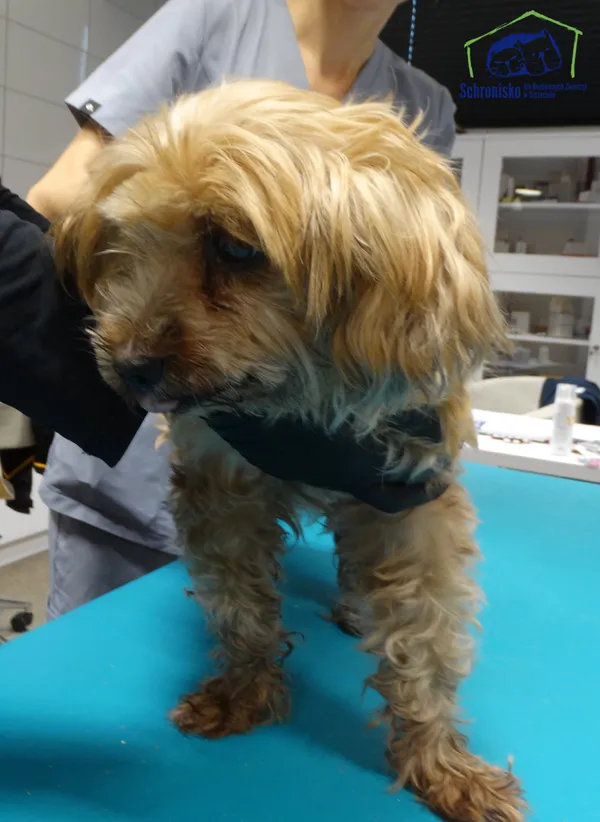 Znaleziono psa, Szczecin, 17 stycznia 2026 (1/2)