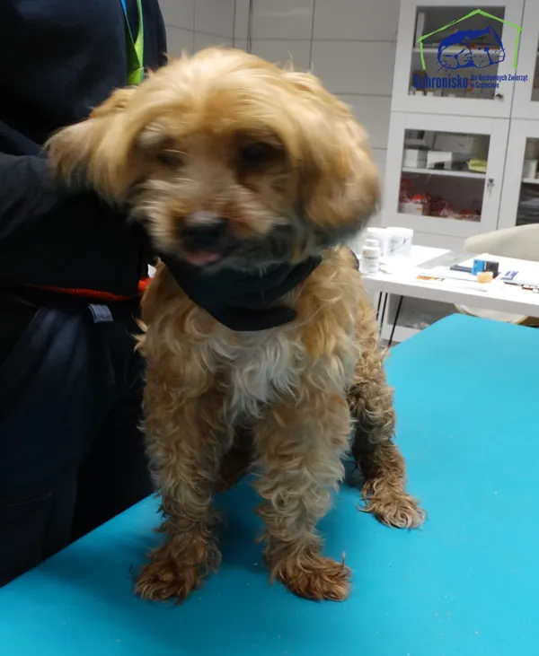 Znaleziono psa, Szczecin, 17 stycznia 2026 (2/2)