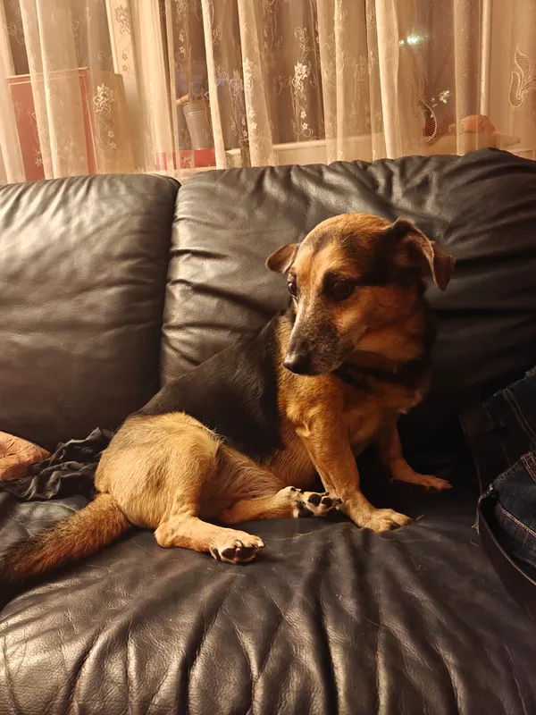 Zaginął pies, Piła, Stary Olesiec, 17 stycznia 2026 (1/4)