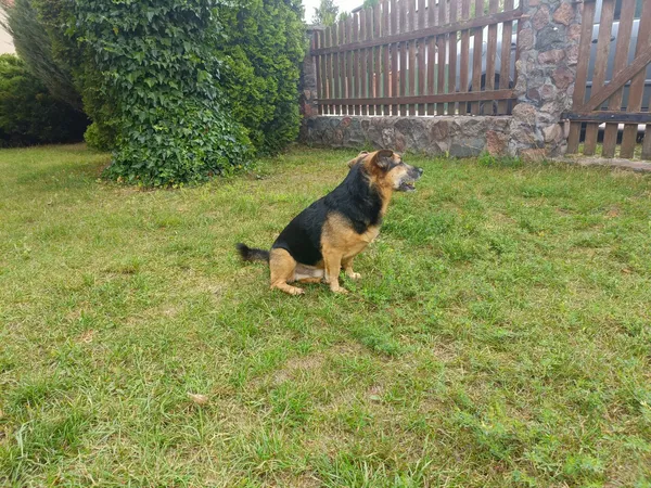 Zaginął pies, Piła, Stary Olesiec, 17 stycznia 2026 (2/4)