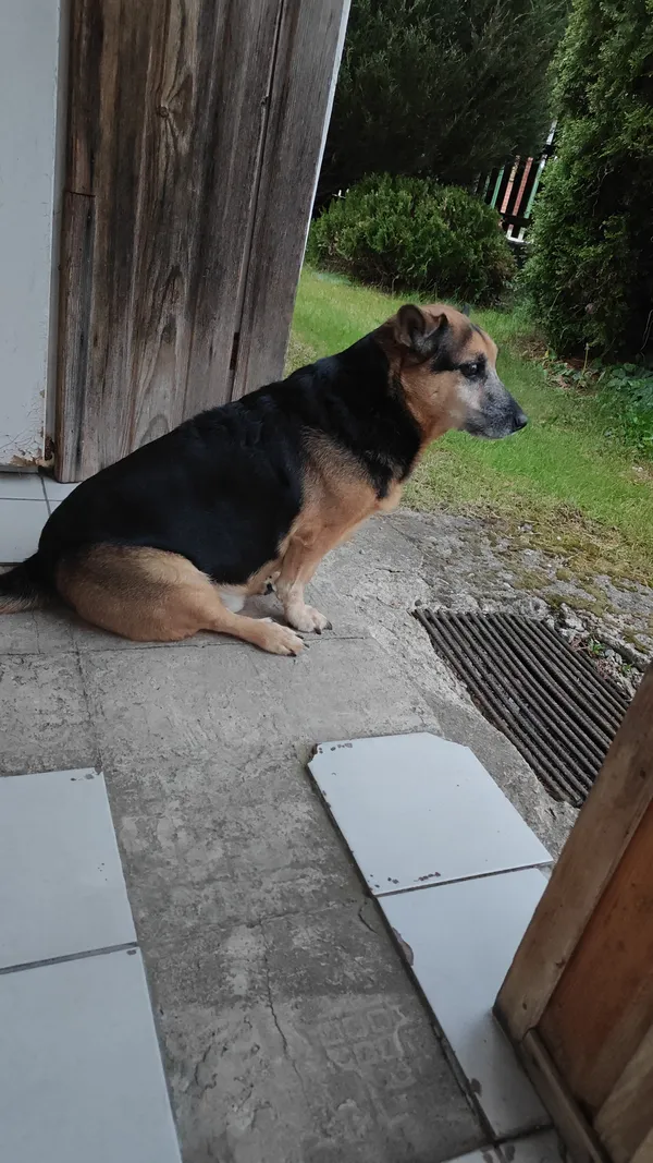 Zaginął pies, Piła, Stary Olesiec, 17 stycznia 2026 (4/4)