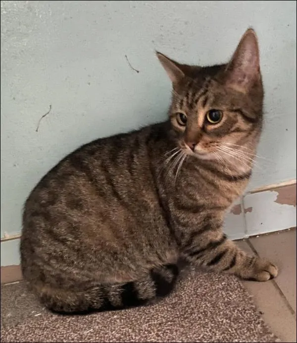 Znaleziono kota, Grudziądz, 17 stycznia 2026