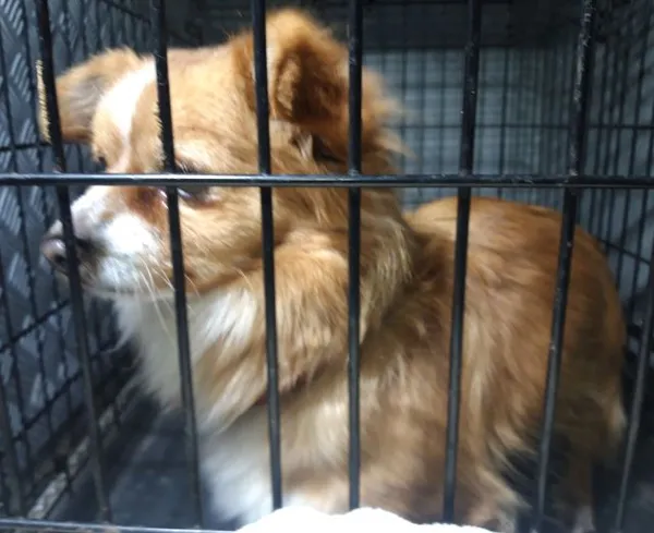 Znaleziono psa, Radom, 16 stycznia 2026