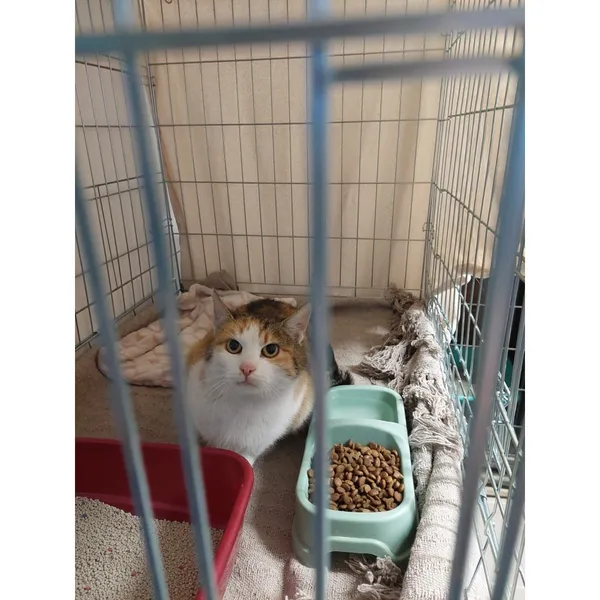 Znaleziono kota, Białystok, 17 stycznia 2026