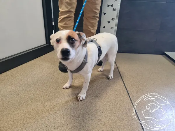 Znaleziono psa, Chełmek, 16 stycznia 2026