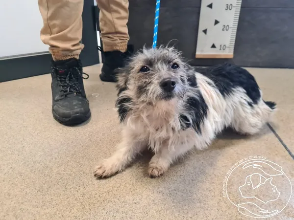 Znaleziono psa, Chełmek, 16 stycznia 2026