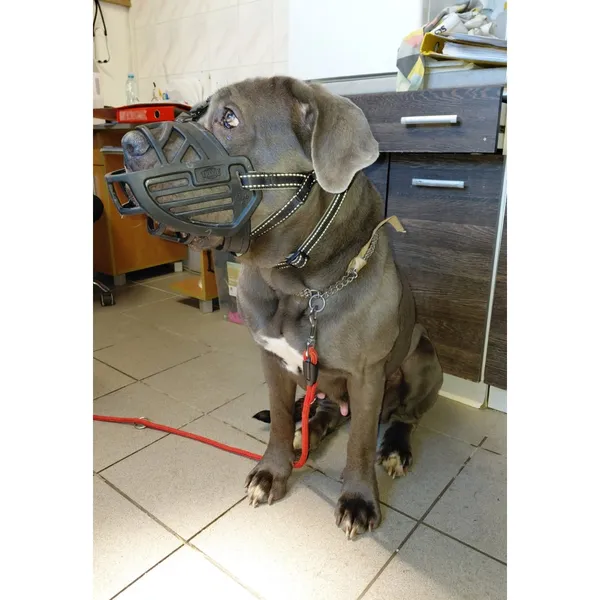 Znaleziono psa, Białystok, 17 stycznia 2026