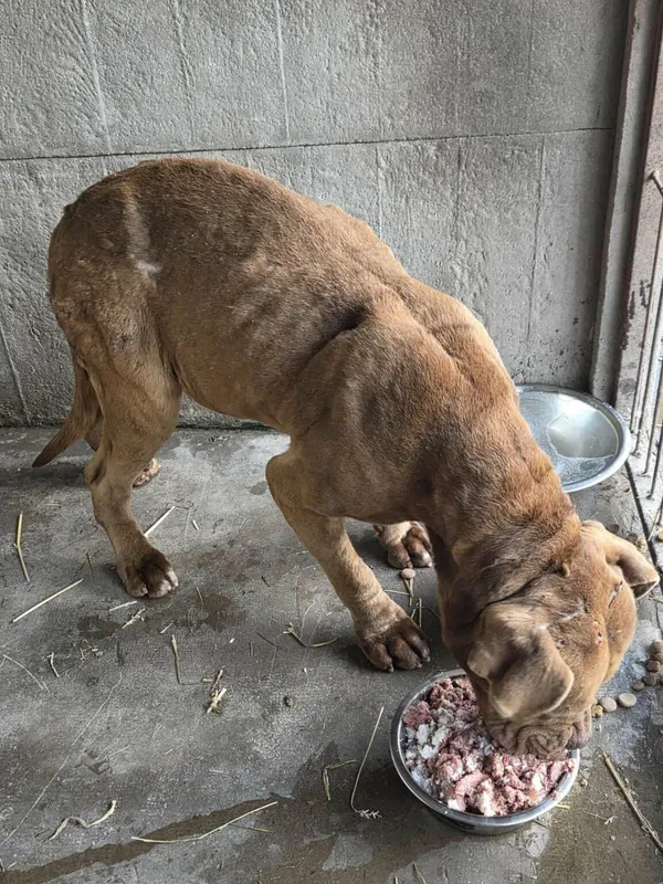 Pies do adopcji, Zgierz, 17 stycznia 2026 (2/5)