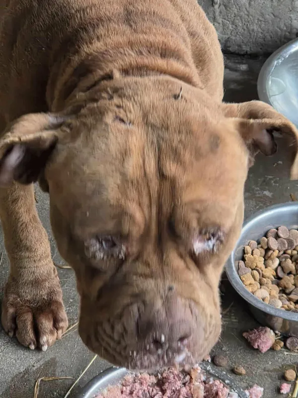 Pies do adopcji, Zgierz, 17 stycznia 2026 (3/5)