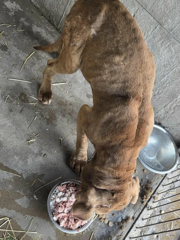 Pies do adopcji, Zgierz, 17 stycznia 2026 (4/5)