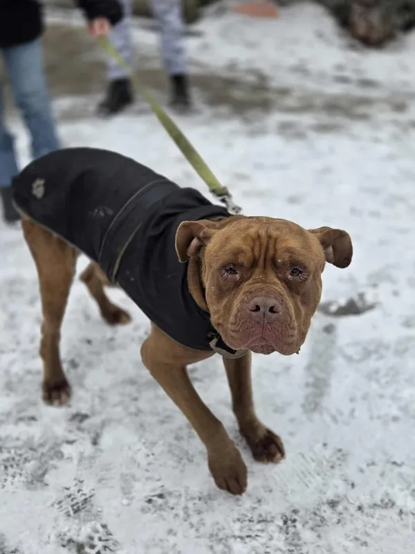 Pies do adopcji, Zgierz, 17 stycznia 2026 (1/5)