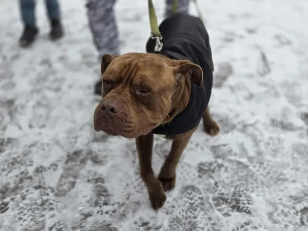 Pies do adopcji, Zgierz, 17 stycznia 2026 (4/5)