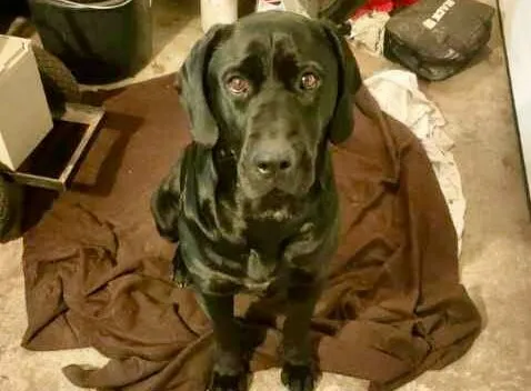 Pies do adopcji, Głowno, 17 stycznia 2026