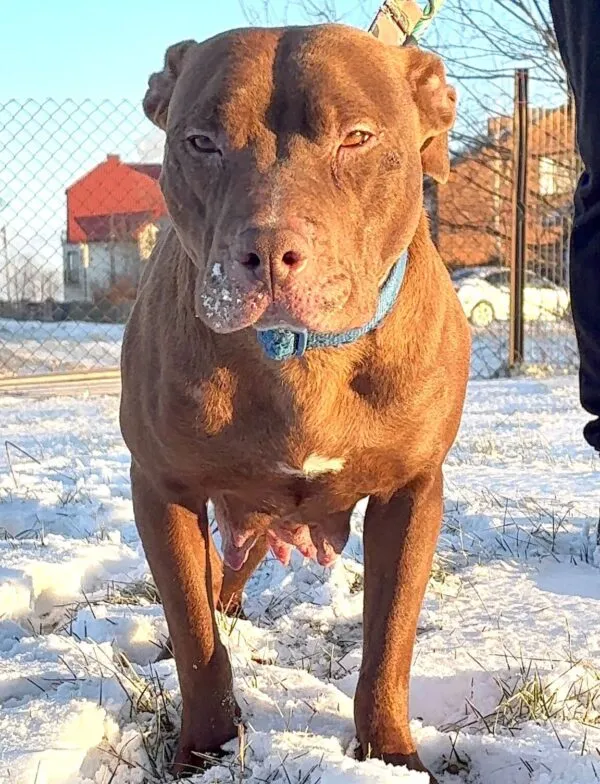 Pies do adopcji, Głowno, 17 stycznia 2026 (2/2)