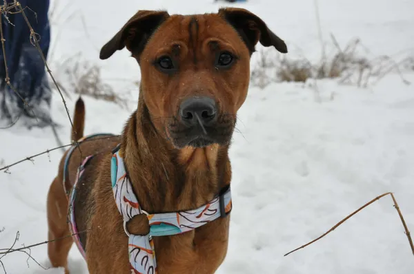 Pies do adopcji, Głowno, 17 stycznia 2026