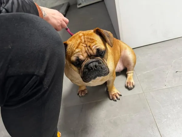 Znaleziono psa, Łódź, 17 stycznia 2026