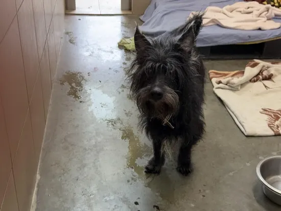 Pies do adopcji, Kraków, 3 stycznia 2026