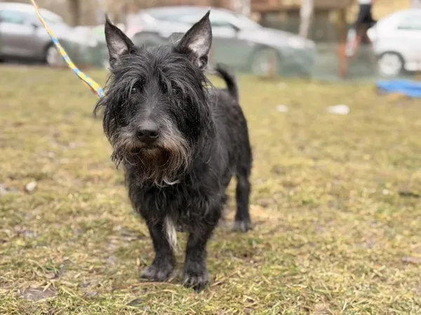 Pies do adopcji, Kraków, 3 stycznia 2026 (1/3)