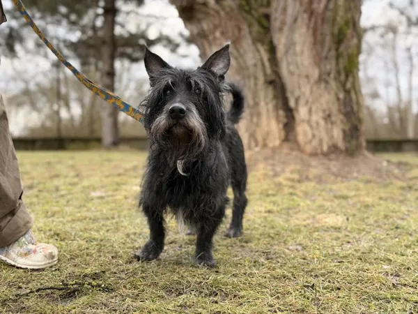 Pies do adopcji, Kraków, 3 stycznia 2026 (2/3)