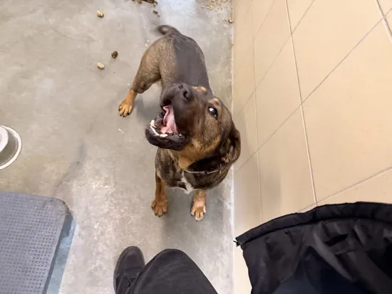 Pies do adopcji, Kraków, 3 stycznia 2026